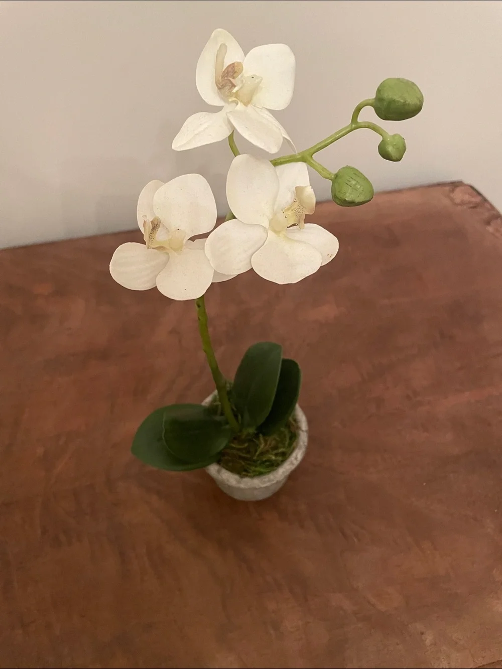 Potted Orchid
